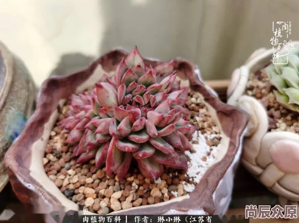 高h喷水荡肉爽np男男：最新动态揭示了这一题材在当代文化中的影响力与受众反响，引发热议与讨论